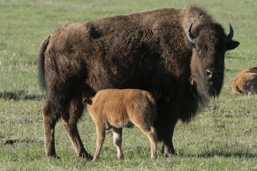 Bison