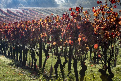 Clos vougeot