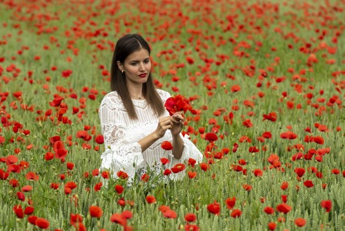 Coquelicots