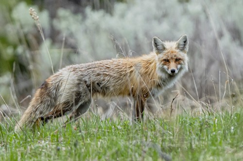 Renard