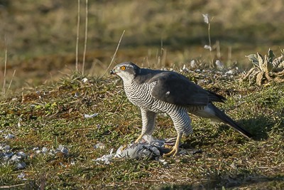 Chasseur