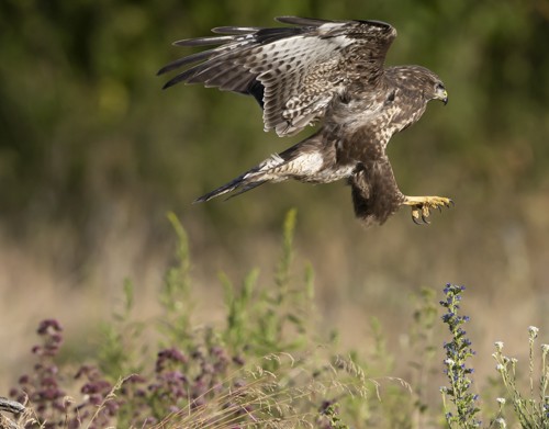 Juvenile